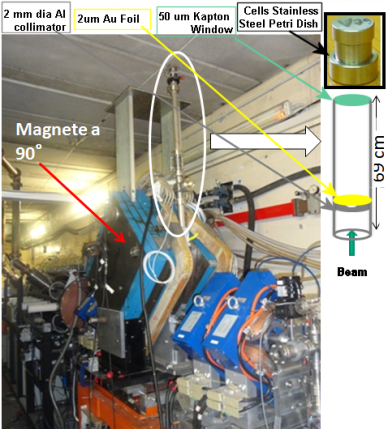 Vertical Magnet